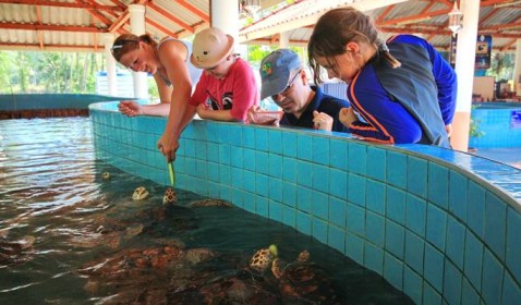 Sea Turtle in Thailand