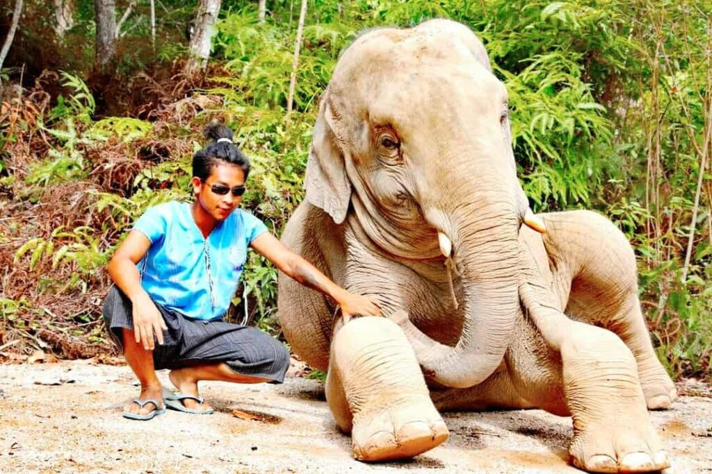 jugle picture with elephant