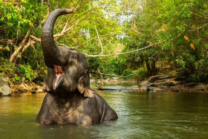 Best Things To Do in Phuket | Elephant Sanctuaries Kata Rocks 2